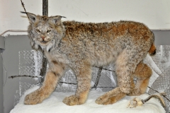 Lynx