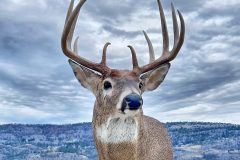 Enlight527-scaled
