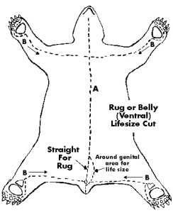 beside-lifesize